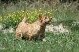 NORWICH TERRIER 009